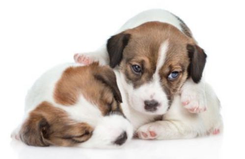 共享經(jīng)濟(jì)APP開(kāi)發(fā)時(shí)代，寵物社交可以怎么玩